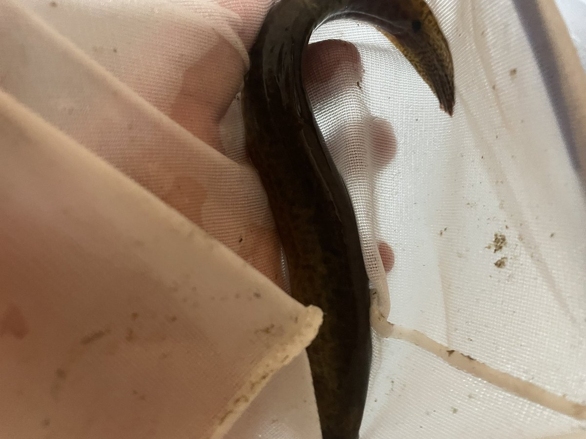 mame6312's tweet photo. 家の前の川で獲ったマドジョウでか過ぎ

マドジョウ　21cm

でもこれ以上の超大型を見たんだけど未だに捕獲出来ない。30cm位有ってまるでウナギなやつ。 https://t.co/EqgkjHIzrX