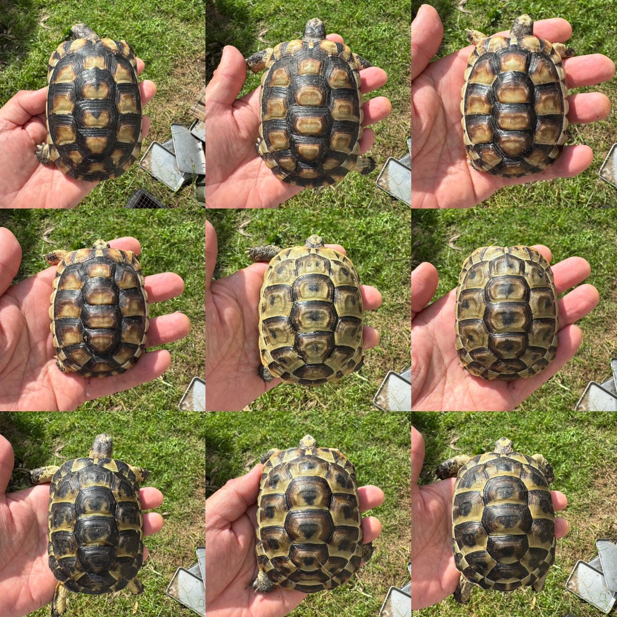 takibicamp's tweet photo. These Mediterranean tortoises were born in our home last year and the year before.
#tortoise
#greektortoise
#marginatedtortoise
#kyushu
#herplife https://t.co/beMkkTyfsH