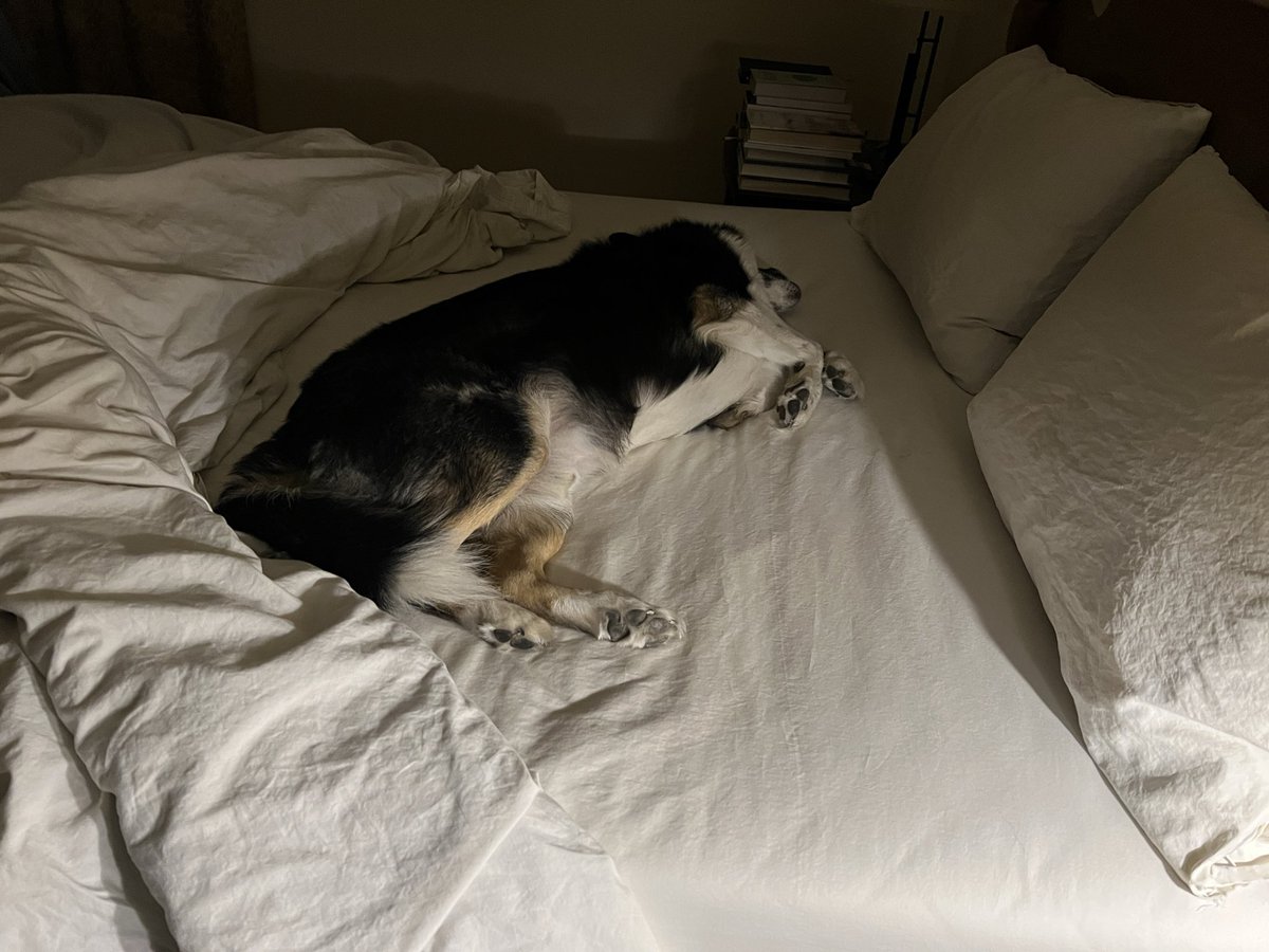 Dad’s back home!  So it’s important to have a special turndown with the cleaned sheets. #bordercollie #twitterdogcommunity #dogsoftwitter
