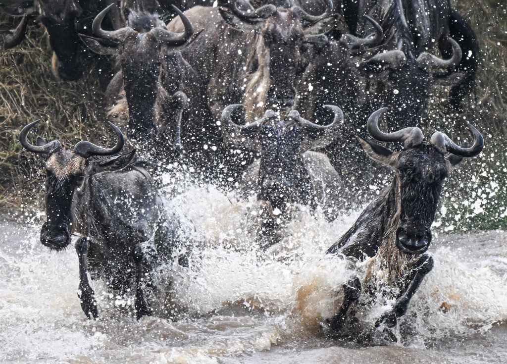 ParamClicks's tweet photo. Frenzy and survival at the Mara River — the Great Migration in full flow in the Serengeti. (2025-08-24/25) #BBCWildlifePOTD #ThePhotoHour #IndiAves #naturephotography #migration #wildebeest #serengeti #marariver https://t.co/ObDYS6Y5Ag