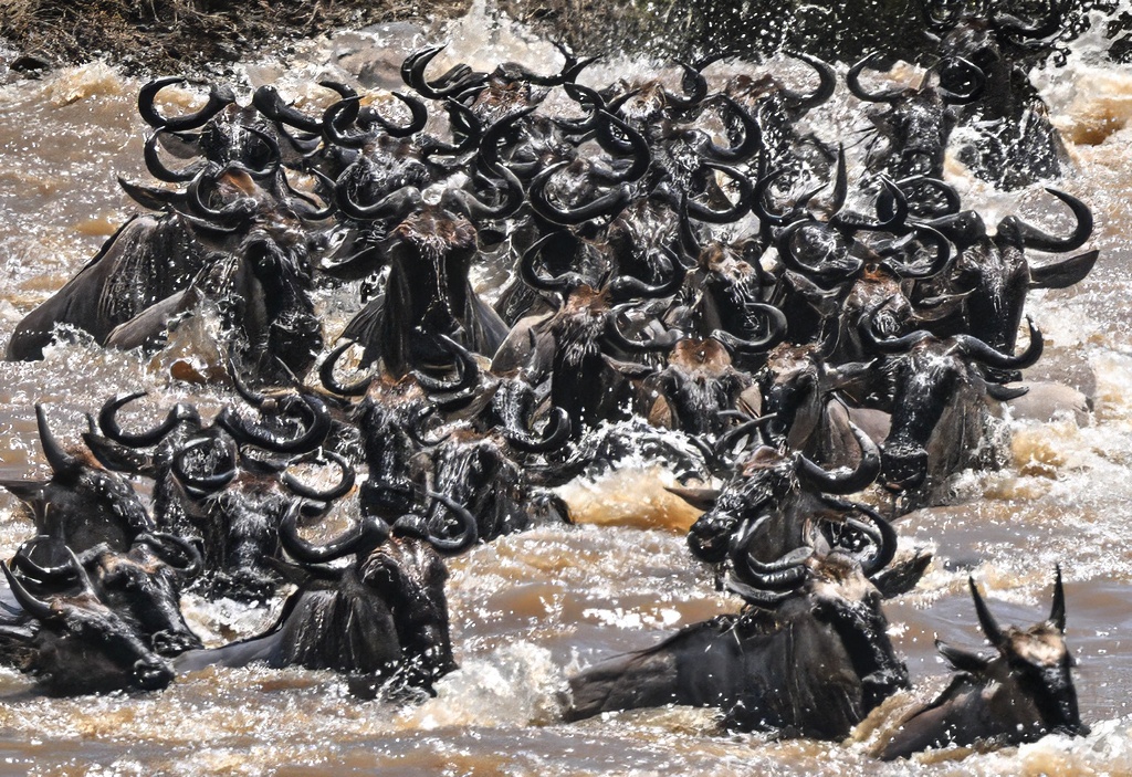 ParamClicks's tweet photo. Frenzy and survival at the Mara River — the Great Migration in full flow in the Serengeti. (2025-08-24/25) #BBCWildlifePOTD #ThePhotoHour #IndiAves #naturephotography #migration #wildebeest #serengeti #marariver https://t.co/ObDYS6Y5Ag