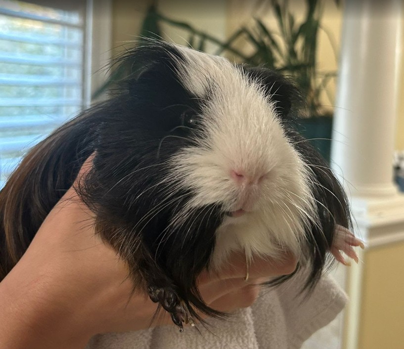 EdisonPiggie's tweet photo. nail trims are okay https://t.co/5ox1L3e2pK