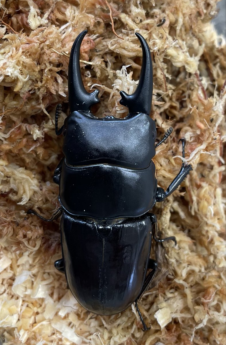 カブクワオタク セトクワ (@setokuwa) / Posts / X