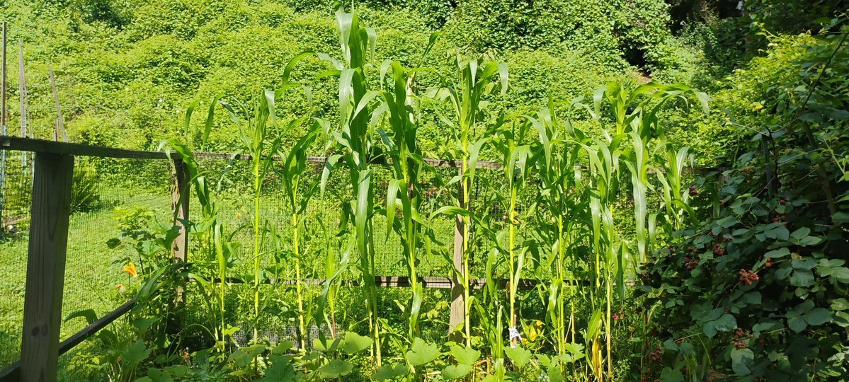 chessprof's tweet image. Fall harvest in my community garden is just about done. I enIded up with around 15 happy ears of multicolored grinding corn from 20 stalks; a few small and mid-sized pumpkins; and the red okra (late bloomers this year) and tomatoes keep yielding. 

#gardening #okra #corn