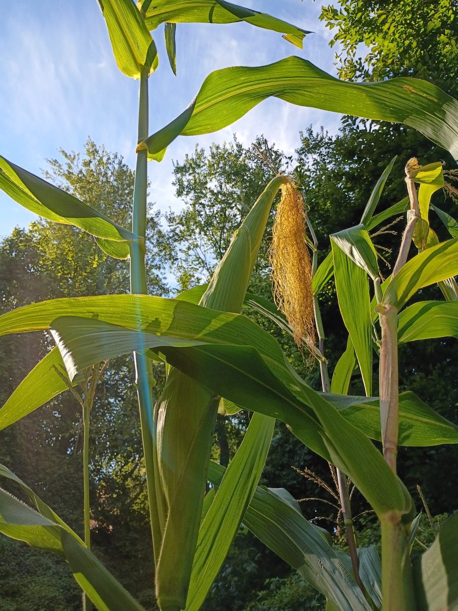 chessprof's tweet image. Fall harvest in my community garden is just about done. I enIded up with around 15 happy ears of multicolored grinding corn from 20 stalks; a few small and mid-sized pumpkins; and the red okra (late bloomers this year) and tomatoes keep yielding. 

#gardening #okra #corn