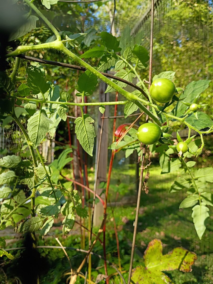 chessprof's tweet image. Fall harvest in my community garden is just about done. I enIded up with around 15 happy ears of multicolored grinding corn from 20 stalks; a few small and mid-sized pumpkins; and the red okra (late bloomers this year) and tomatoes keep yielding. 

#gardening #okra #corn