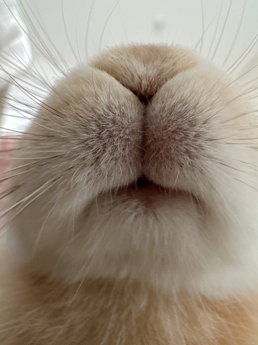 うさおちゃんさま確認ページ♡ らーめんを食べてる時が幸せなうさおじょ🍥 . . . #推して