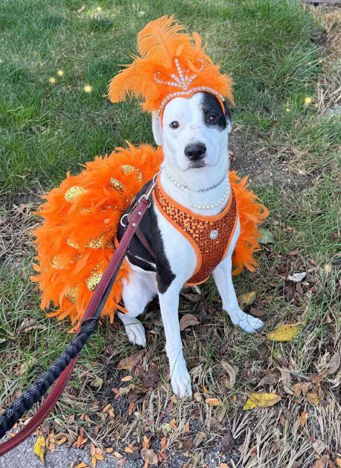 Let me tell you about the Life of our Showgirl! We could not let her suffer the Fate of Ophelia, because she is just as sweet as Honey. Tiana would love your Eldest Daughter, a Father Figure, or anyone other than cats! new.shelterluv.com/embed/animal/O…