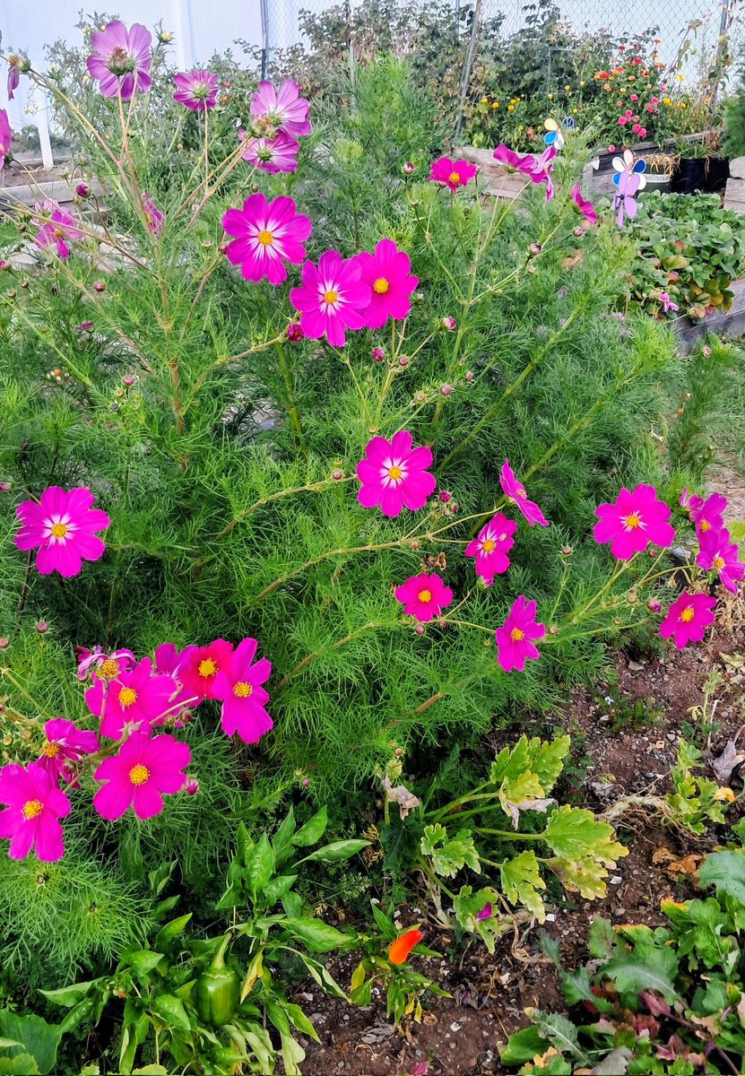 mhnewmedia33's tweet image. &quot;My cosmos follows the sun just like sunflowers!&quot; #FlowersOnSaturday #flowerphotography #Saturdayfun