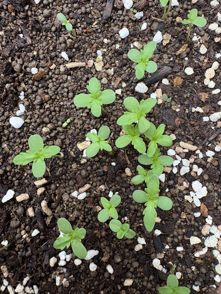 春菊の発芽🌱かわいい😍
最近🤔キレイな酸素が不足しているように感じるのは私だけでしょうか⁉️
みんなで🪴緑を増やしましょう。