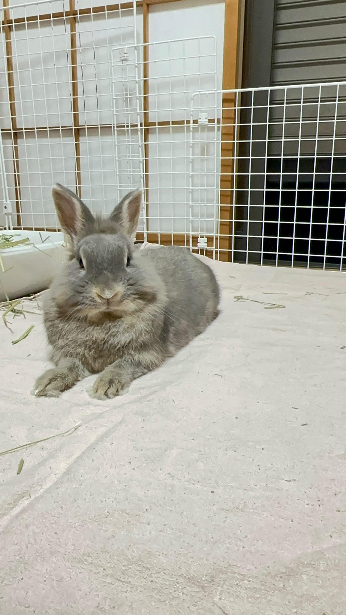 うさぎ_(・×・_∪⌒)ο うさぎのほの🥕 on X: 