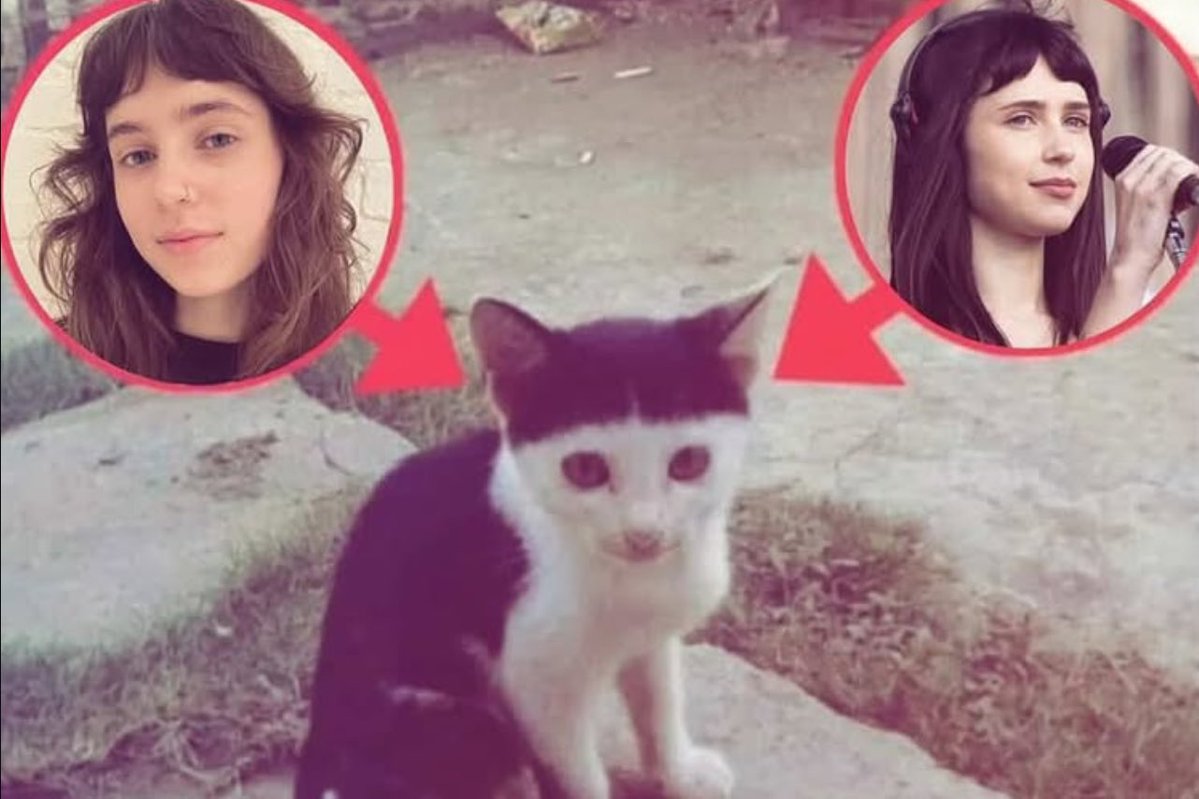 clairo cat