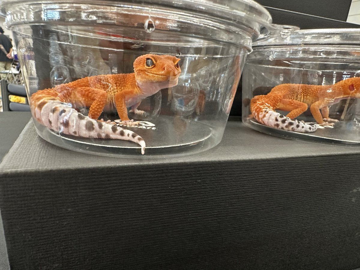 とんぶり市、START✨️

Climb Artは、5階【221番】ブースです！
ぜひ、お立ち寄りください！

オレンジ色のレオパ をお探しの方はぜひ！
#burikura