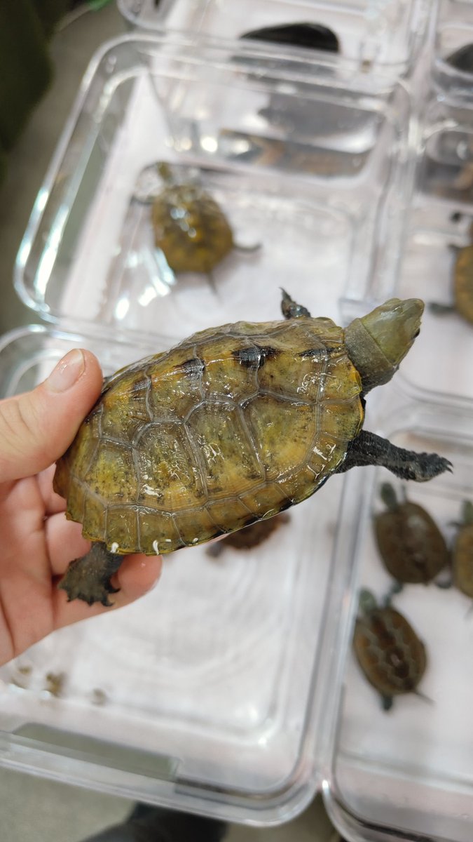 kmkm2142's tweet image. 近畿レプタイルズマーケットほぼ設営準備完了しました！
入って真正面ピンク色のブースでお待ちしております！
シロクチドロガメはメイビーペアっぽいので残ってもいいので強気の値段ですがペア割価格で行きます！
今日はよろしくお願いします！
#近畿レプタイルズマーケット
#近レプ