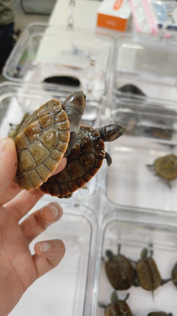 kmkm2142's tweet image. 近畿レプタイルズマーケットほぼ設営準備完了しました！
入って真正面ピンク色のブースでお待ちしております！
シロクチドロガメはメイビーペアっぽいので残ってもいいので強気の値段ですがペア割価格で行きます！
今日はよろしくお願いします！
#近畿レプタイルズマーケット
#近レプ