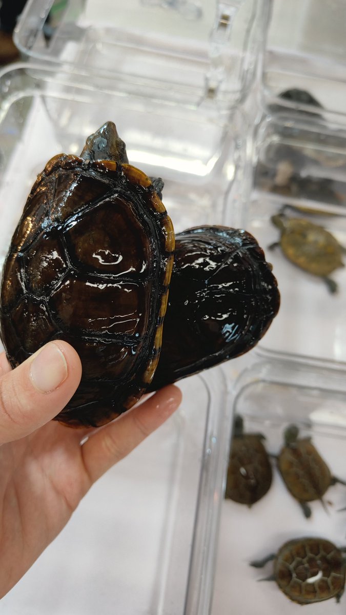 kmkm2142's tweet image. 近畿レプタイルズマーケットほぼ設営準備完了しました！
入って真正面ピンク色のブースでお待ちしております！
シロクチドロガメはメイビーペアっぽいので残ってもいいので強気の値段ですがペア割価格で行きます！
今日はよろしくお願いします！
#近畿レプタイルズマーケット
#近レプ