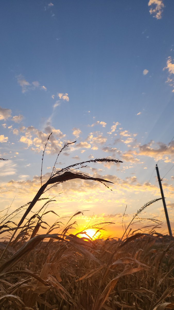 So blessed to #HarvestWyffels. So thankful to sell and plant <a href="/WyffelsHybrids/">Wyffels Hybrids</a> !