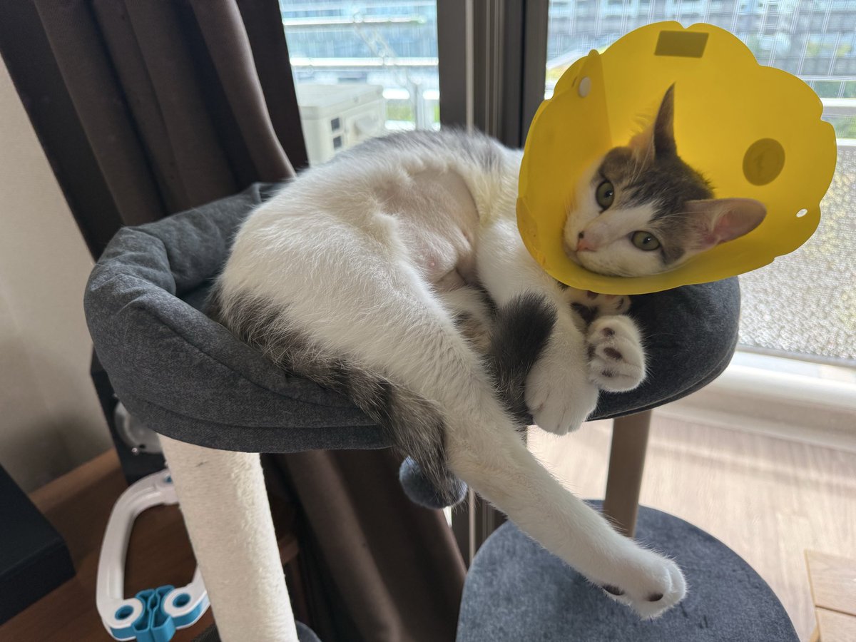 ononnon's tweet photo. サバちゃん、一週間の入院から退院して帰還。おかえり！！ https://t.co/9noSYb1FE3