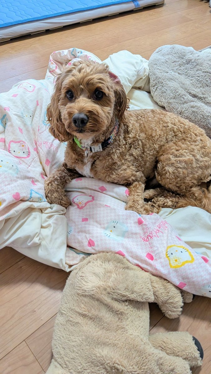 Waffle_Cockapoo's tweet image. あったかもちもちワンワン
涼しくなってくると、この温もりがたまらない😍
#コッカプー
#犬のいる暮らし