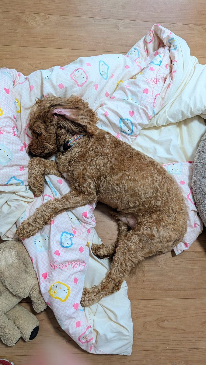 Waffle_Cockapoo's tweet image. あったかもちもちワンワン
涼しくなってくると、この温もりがたまらない😍
#コッカプー
#犬のいる暮らし