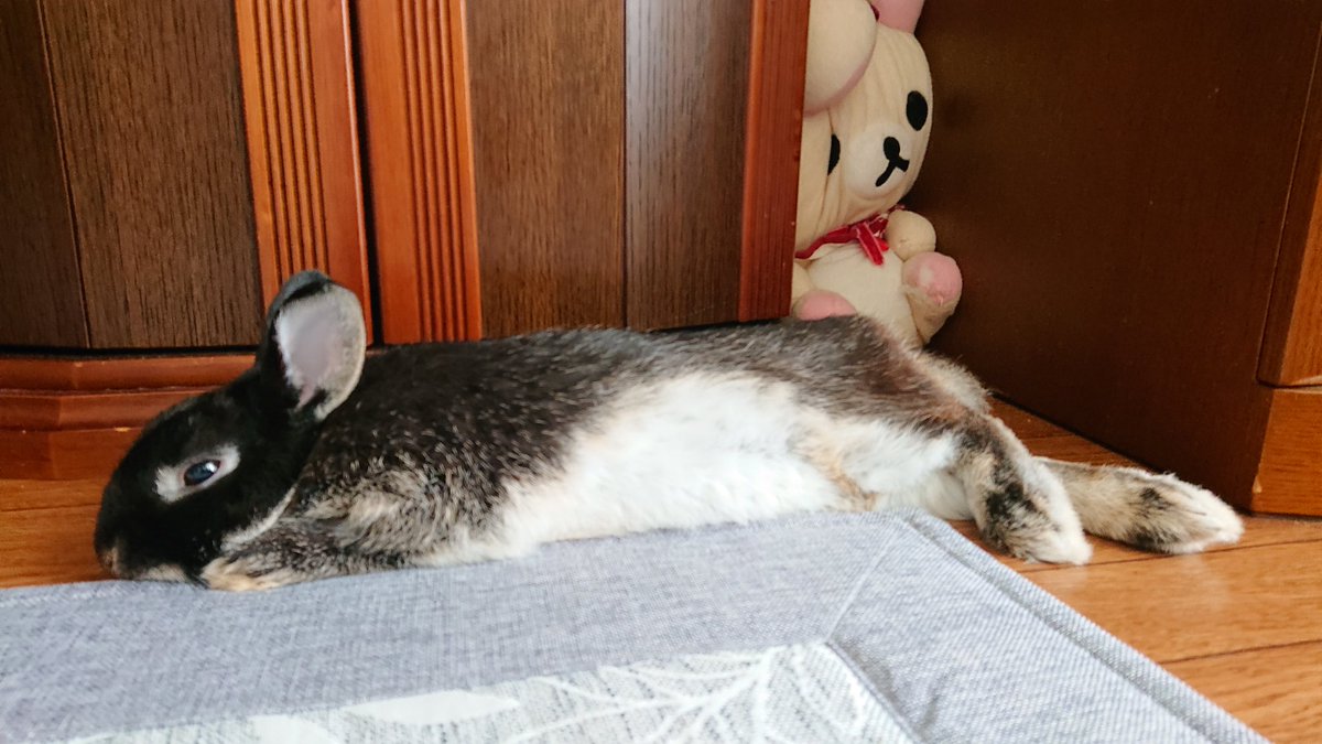 ☆うさぎページです☆ うさぎのしっぽ通販は、『うさぎと暮らす 96号』を全国へお届け