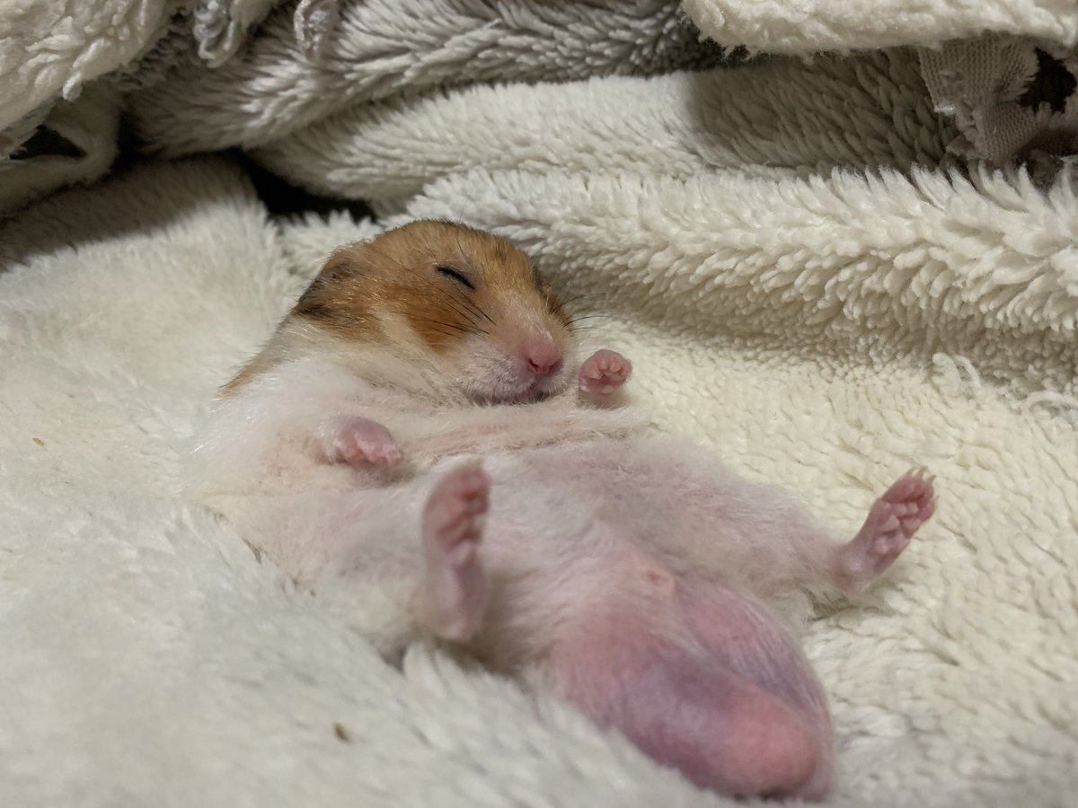 Yurika3G's tweet image. 🐹💤すやすや