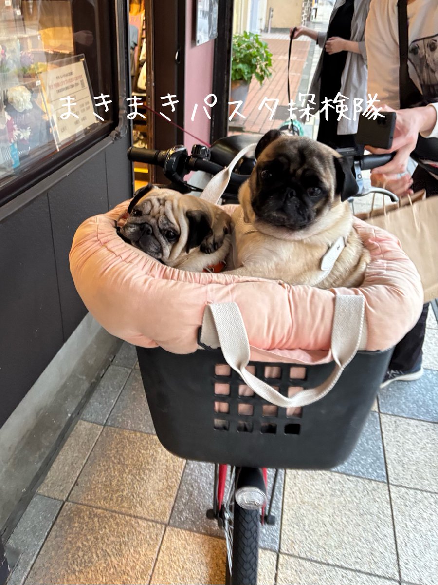パグ様 パグスタイルヨウイチ (@pugstyle41) / Posts / X