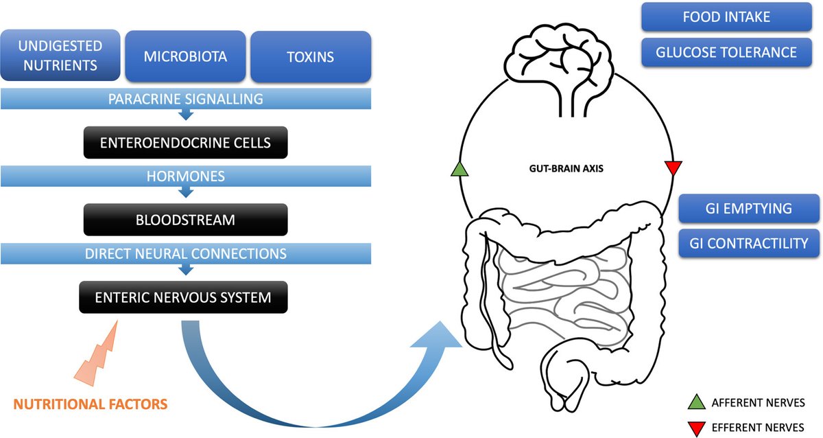 Interaction between nutritional factors and the enteric nervous system in inflammatory bowel diseases doi.org/10.1016/j.jnut… #fiber #fattyacids #entericnervoussystem #inflammatoryboweldisease #Crohnsdisease #ulcerativecolitis