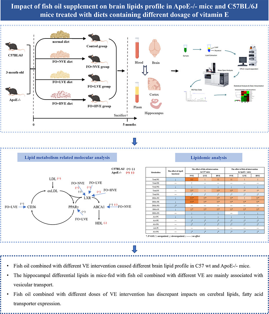 Impact of fish oil supplement on brain lipids profile in ApoE-/- mice and C57BL/6 J mice treated with diets containing different dosage of vitamin E doi.org/10.1016/j.jnut… #fishoil #omega3s #PUFAs #ApoE #vitaminE #neuroinflammation #antioxidant #lipidprofile