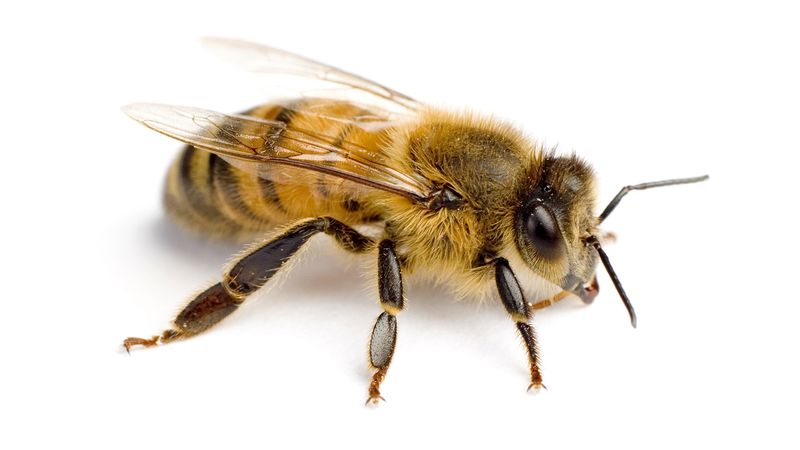 WWaltuhh's tweet image. Bee 2,620 is from CHINA!