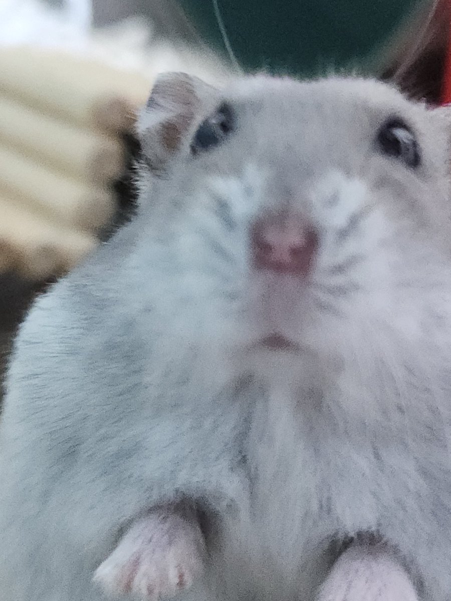 저도 이런 고급사진을 찍고 싶음데 바보만 찍혀요