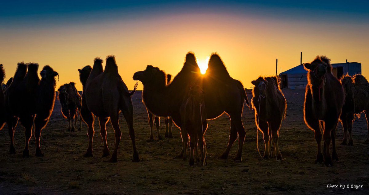 _Egshiglen93's tweet image. Дундговь аймаг 
Тэмээчин Очироогийн гадаа. 
Цагаан суваргын зүүн талд #copy