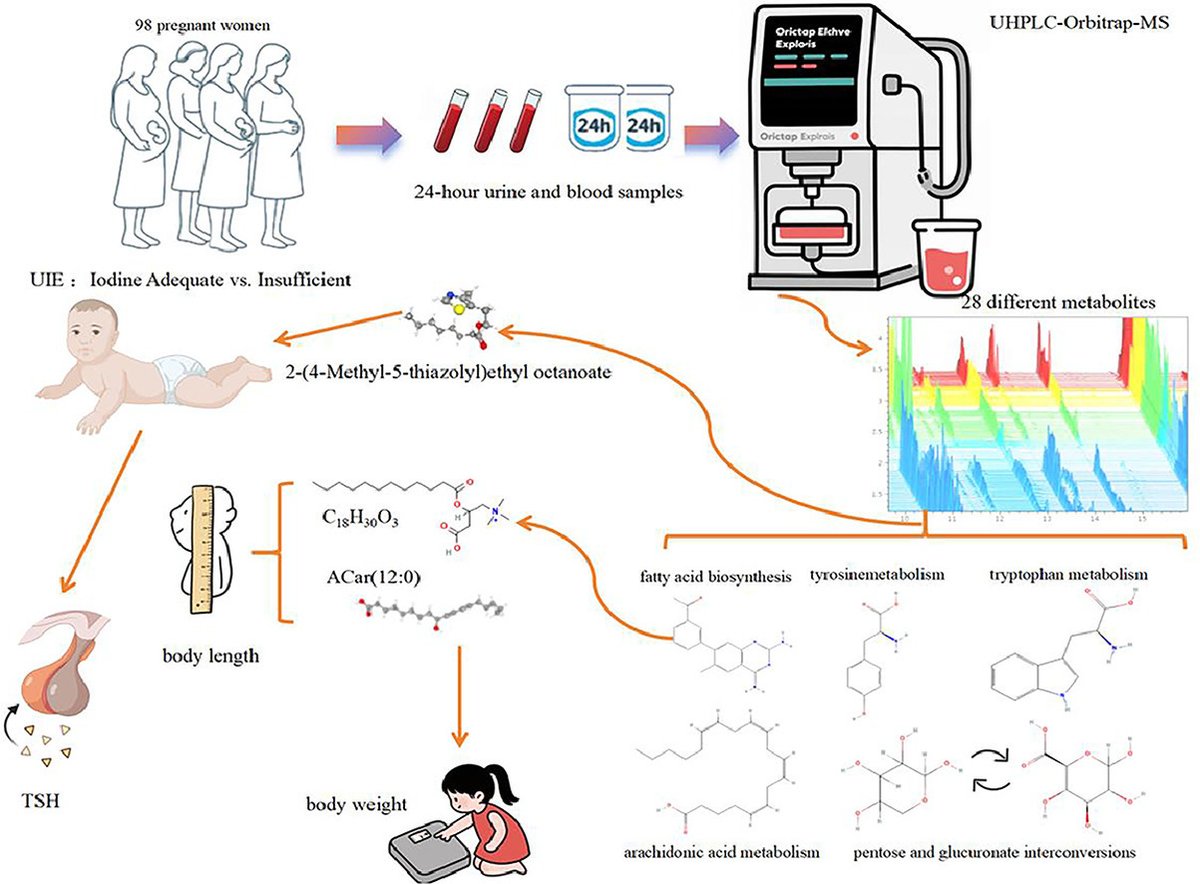 Insufficient iodine intake based on 24-h urinary iodine excretion leads to significant metabolic changes in pregnant women at early stages of pregnancy doi.org/10.1016/j.jnut… #iodine #pregnancy #maternalfetalnutrition #thyroid #iodinedeficiency