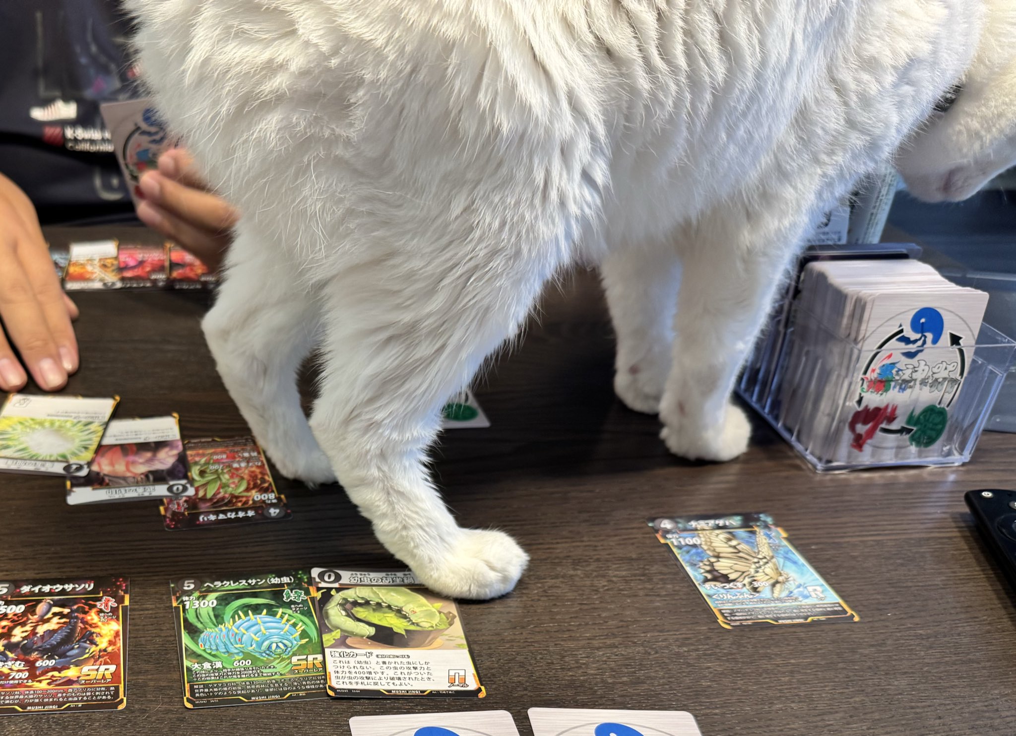 HAKU様確認用 はく様確認用 HAKU様確認用