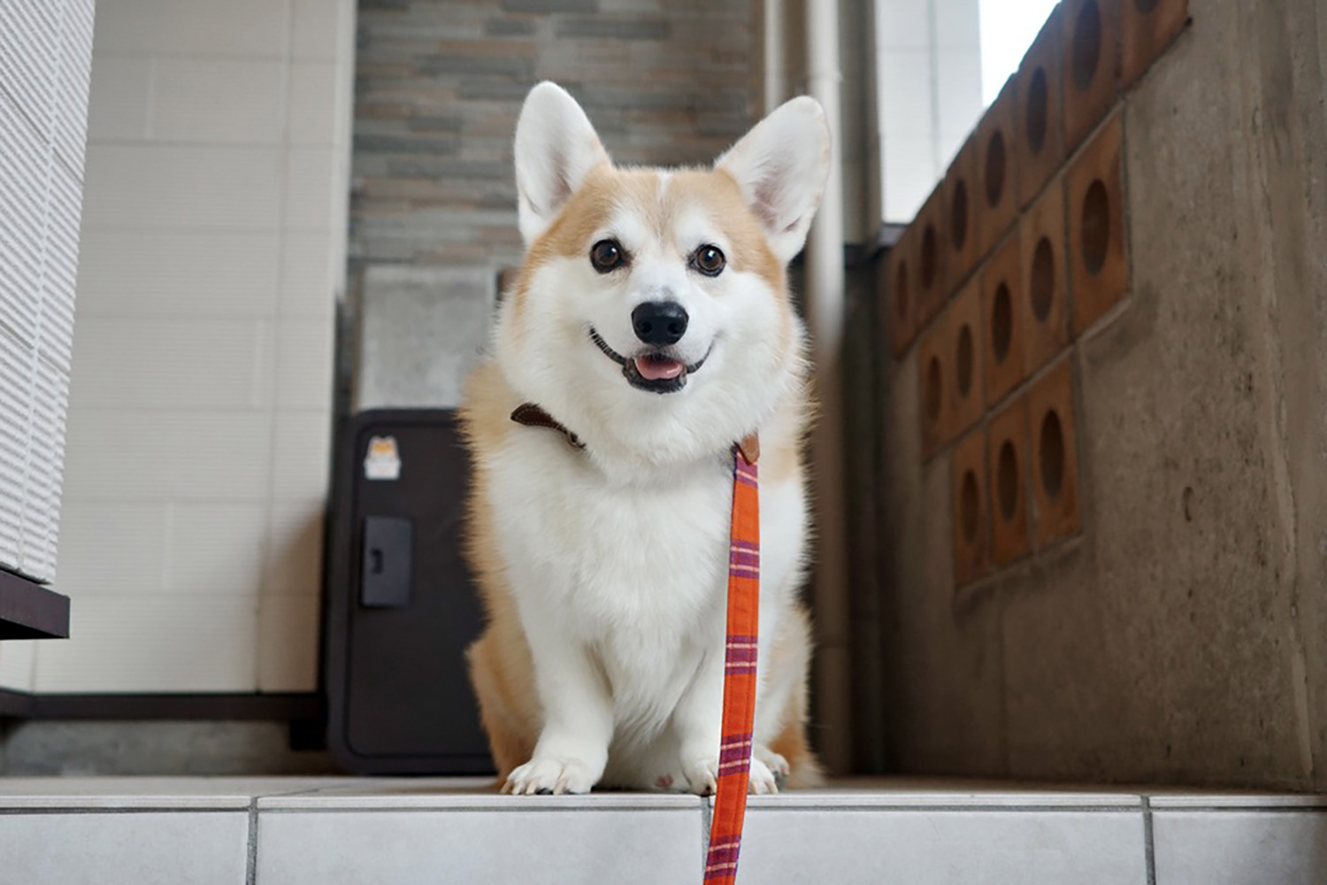 怜*様 即日発送　CASPER&KEANU LE CAGOLE xu dog b 怜*様 即日発送 CASPER&KEANU LE CAGOLE xu dog b