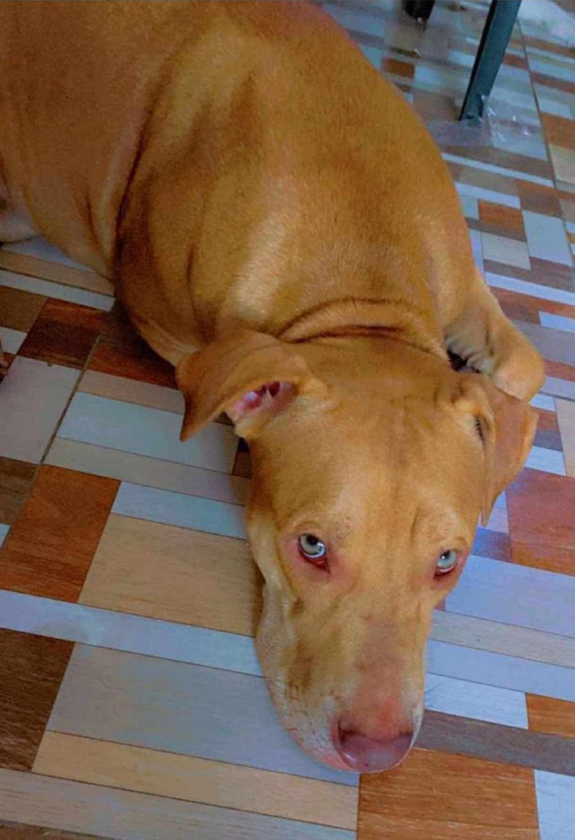AlertaMePerdi's tweet photo. #PERDIDA #GUAYAQUIL
Nombre: #DIXY
Fecha: 23/09/25
Sector: Sur, Cdla. Las Acacias
Sexo: Hembra
Raza: Pitbull
Obsv.: Color caramelo, esterilizada
Contacto: 0985871461
¡Ayúdala a volver con su familia!
#AlertaMePerdí https://t.co/JbzD123hLT