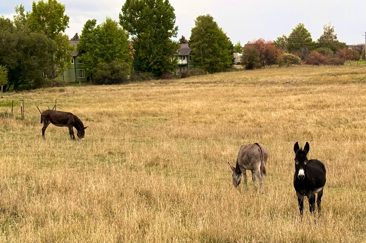 SPwrite's tweet image. I can’t believe it! I saw a field with…Three Naughty Donkeys!! Each a different color just like in my book!  📖 So exciting!! 
#kidlit

amazon.com/Three-Naughty-…