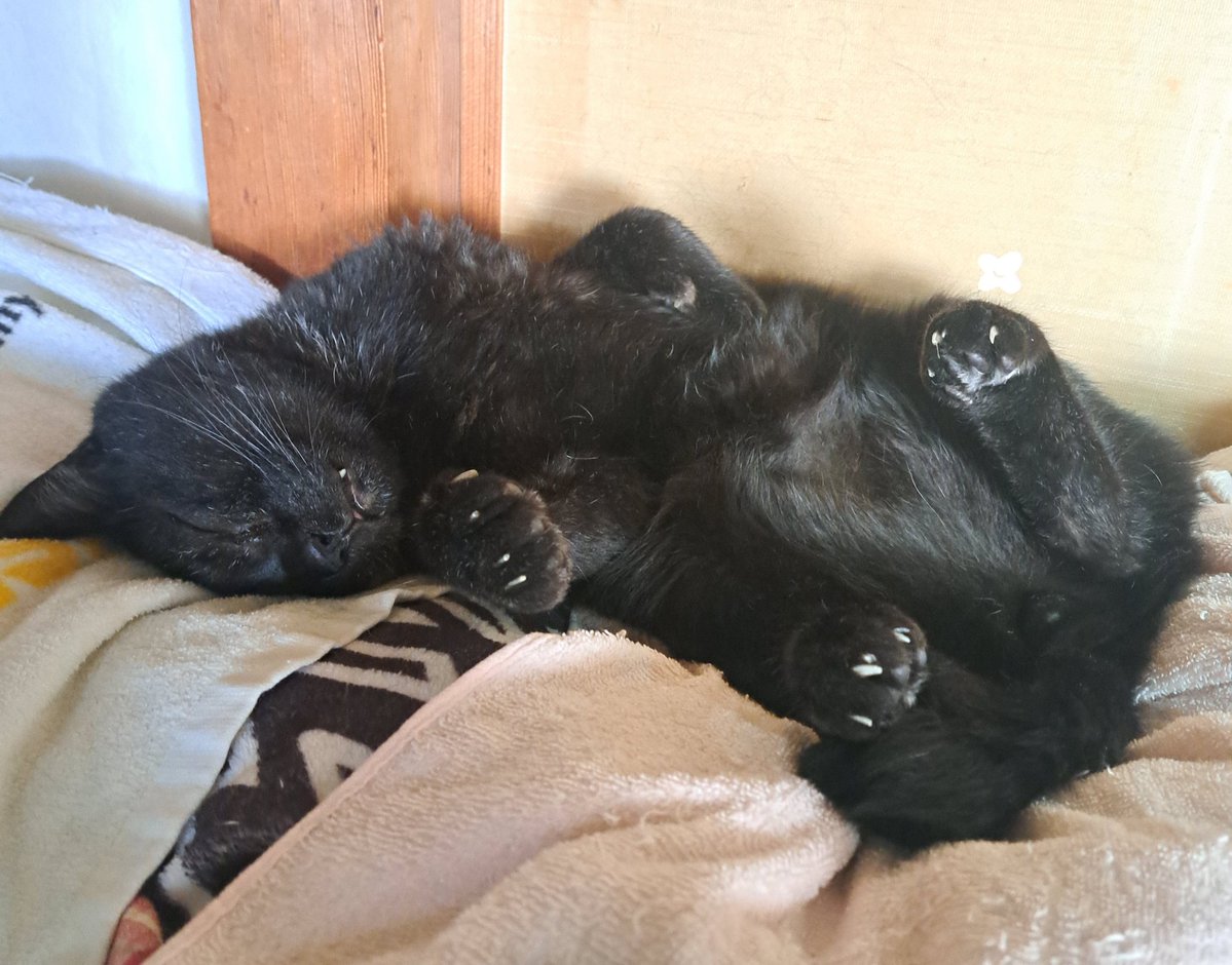 黒猫みんと様 黒猫キングはきっと僕のことカモ | 雑種（ミックス猫