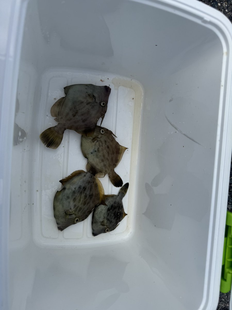 なんとか4匹釣れました😅

帰ったら刺身にして肝醤油で食べよう😋