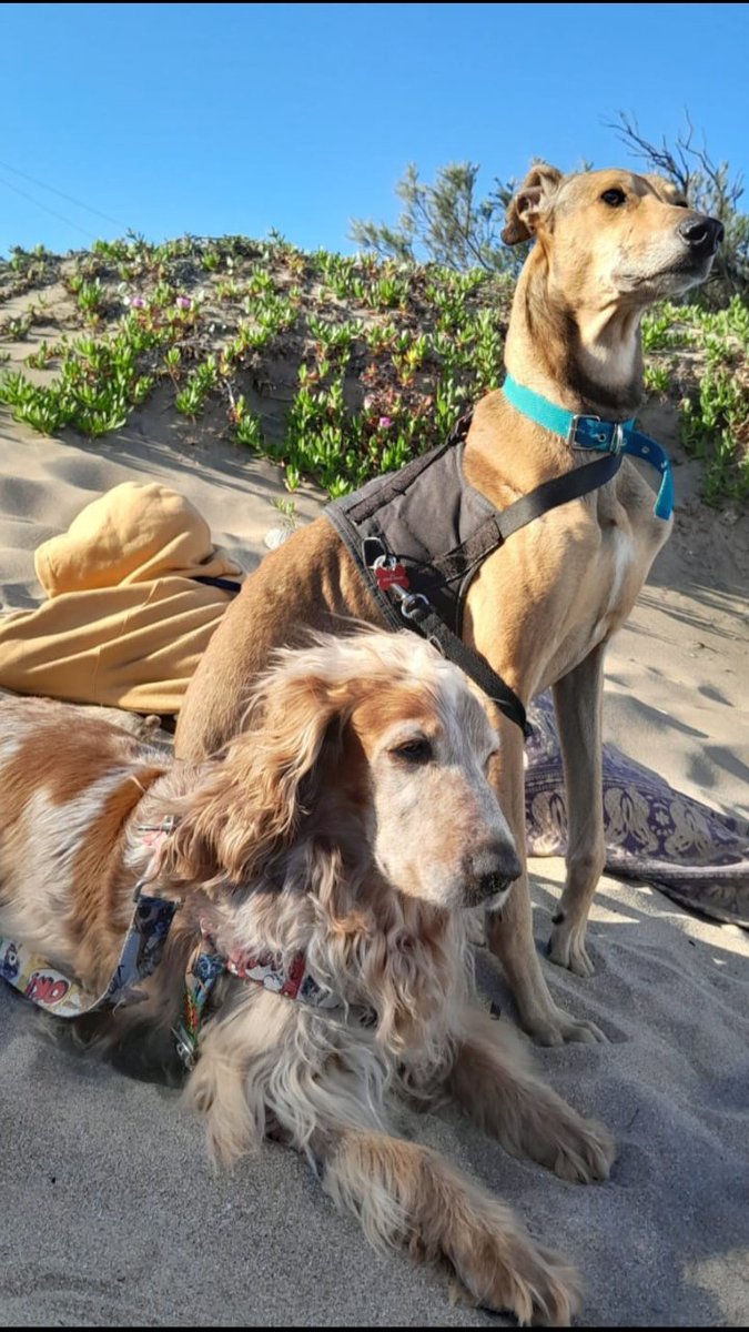 Mi vecina Claudia se los trajo de V. Gesell. Kevin el galguito se subio a su auto y no se quiso bajar. Tenia la patita mal y muy maltratado. Les dejo su IG para que la ayudemos con el emprendimiento que tiene ya que ademas tiene 5 perritos mas.
IG uniendomotivosresina Gracias!!