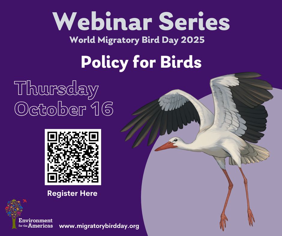 EAAFP's tweet photo. 📣 #WMBD2025 Webinar &amp; Photo contest! On Thursday, 16 October, Environment for the Americas will host an exciting webinar, “Policy for Birds”, exploring the crucial role of policy in bird conservation.
🗓: Thursday, 16 October
⏰: 12 PM MT
🔗Registration: https://t.co/fiav3Xcv5Z https://t.co/ctlU1CC3K0
