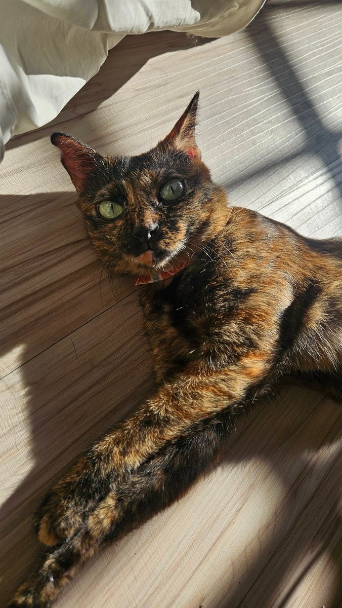 幸福的顏色像巧克力餅乾