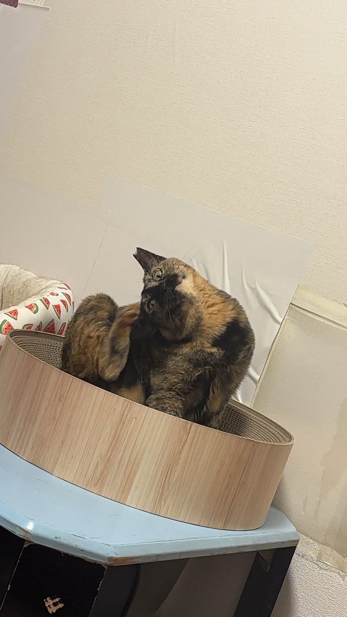 真は錆猫が好き すがいみか｜ライター on X: 