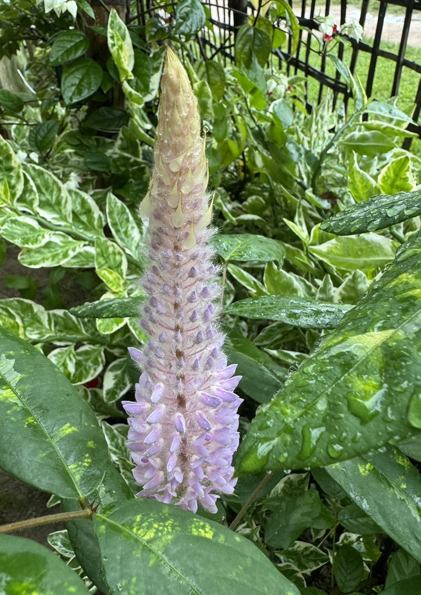 Mrinal_MLA's tweet image. #Flowers 
Uraria crinita ,
Dog’s tail flower.
#FlowerIdentification