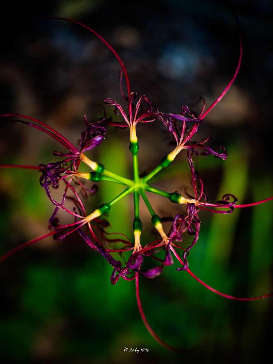 毒々しい手裏剣