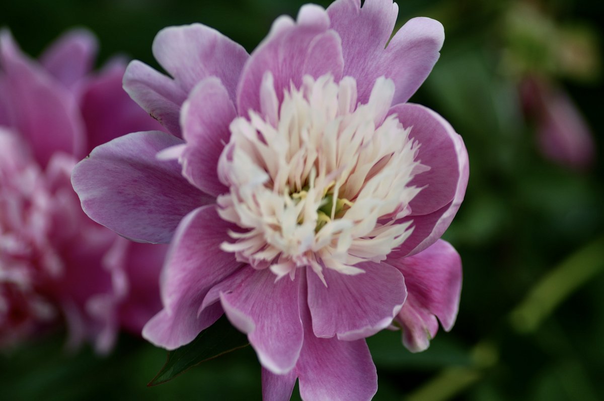 BeatMocha's tweet image. #TheBeatles #Something #A7Digital
youtube.com/watch?v=UelDrZ…