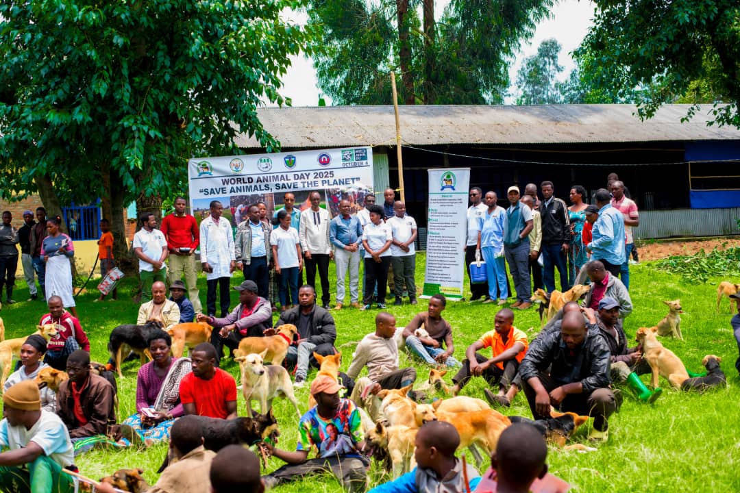 RwandaVets1's tweet photo. 1/3
Today marks #WorldAnimalDay,a global occasion to recognize the vital role #animals play in our lives and ecosystems. To commemorate this important event, Chairperson of the #RDVD joined #RAWO #RAB & fellow #vets & @MusanzeDistrict community, to celebrate this special day. https://t.co/LyNdQiRXfe