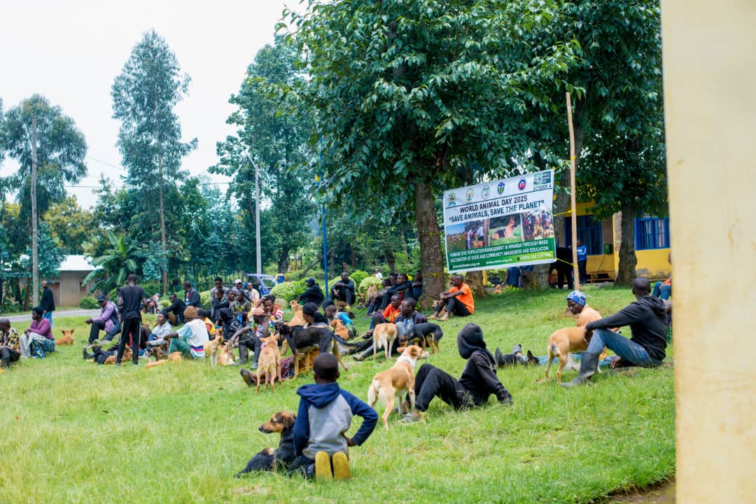 RwandaVets1's tweet photo. 1/3
Today marks #WorldAnimalDay,a global occasion to recognize the vital role #animals play in our lives and ecosystems. To commemorate this important event, Chairperson of the #RDVD joined #RAWO #RAB & fellow #vets & @MusanzeDistrict community, to celebrate this special day. https://t.co/LyNdQiRXfe