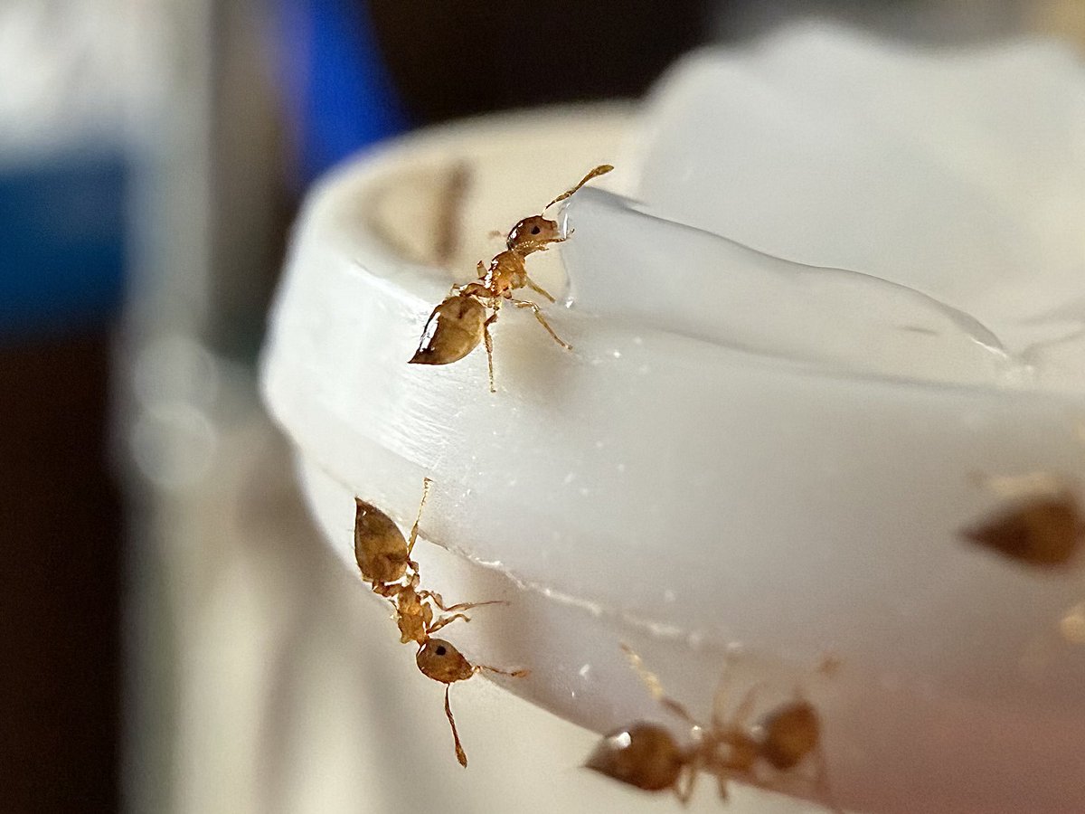 🐜アリかわいがり隊🐜 tweet media