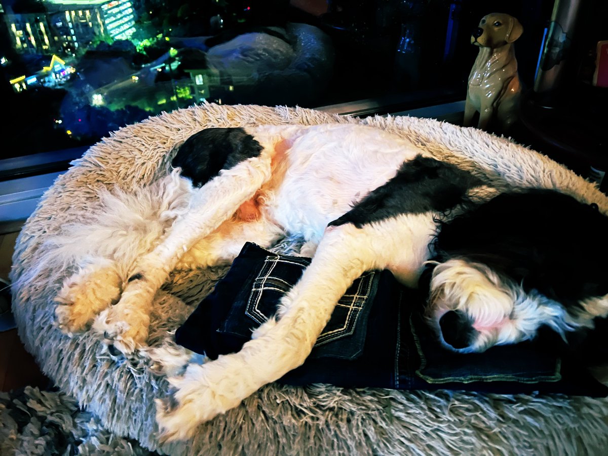 My Grammy made me a pillow out of an old pair human’s 👖jeans👖!!! 🎉🎉🎉 Love you Grammy! ❤️❤️❤️